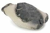 Fossil Crab (Zanthopsis) - London Clay, England #243403-1